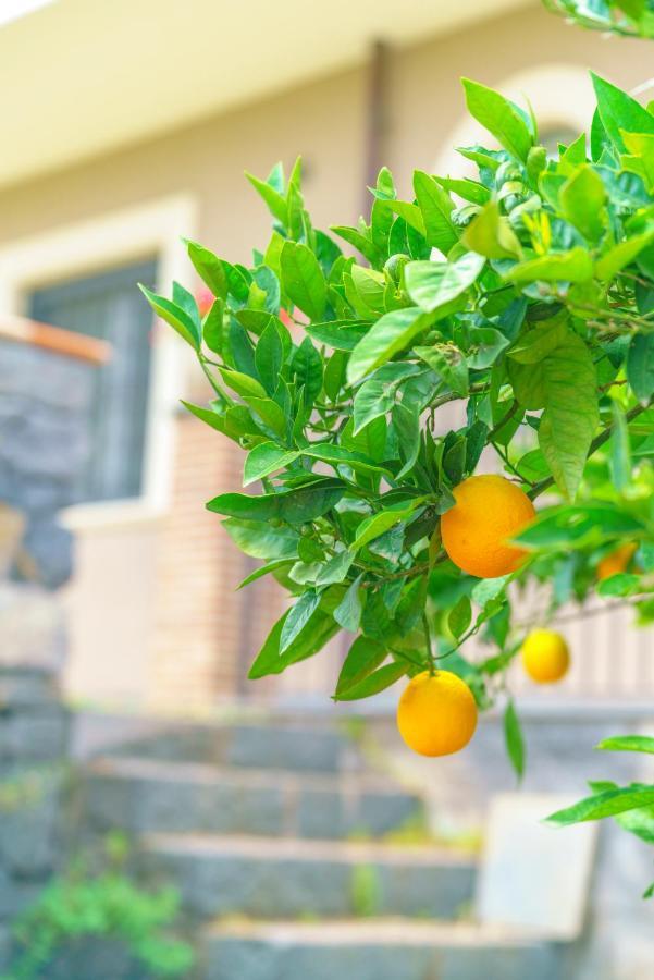 Bedda Mia Etna House B&B Trecastagni Zewnętrze zdjęcie